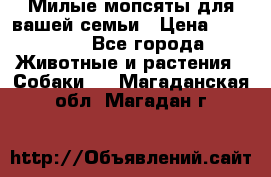 Милые мопсяты для вашей семьи › Цена ­ 20 000 - Все города Животные и растения » Собаки   . Магаданская обл.,Магадан г.